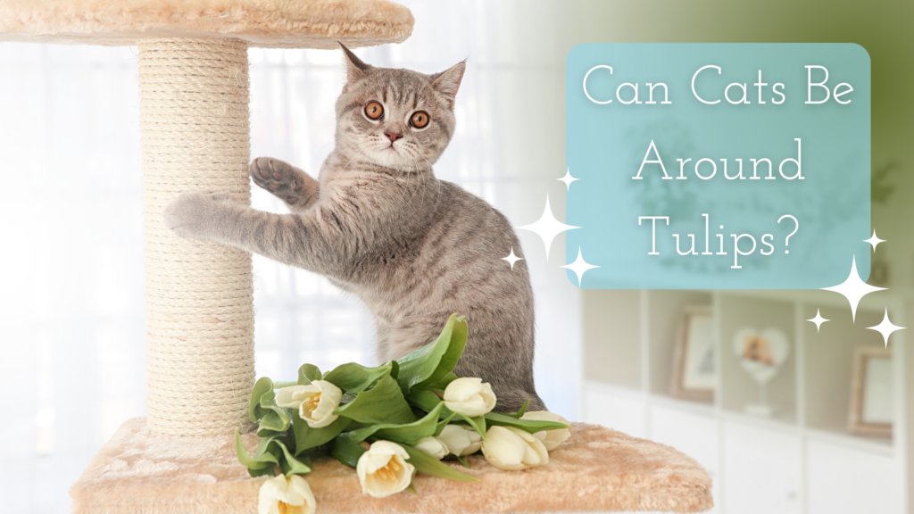 Can Cats Be Around Tulips on an image of a cute cat on a cat tower