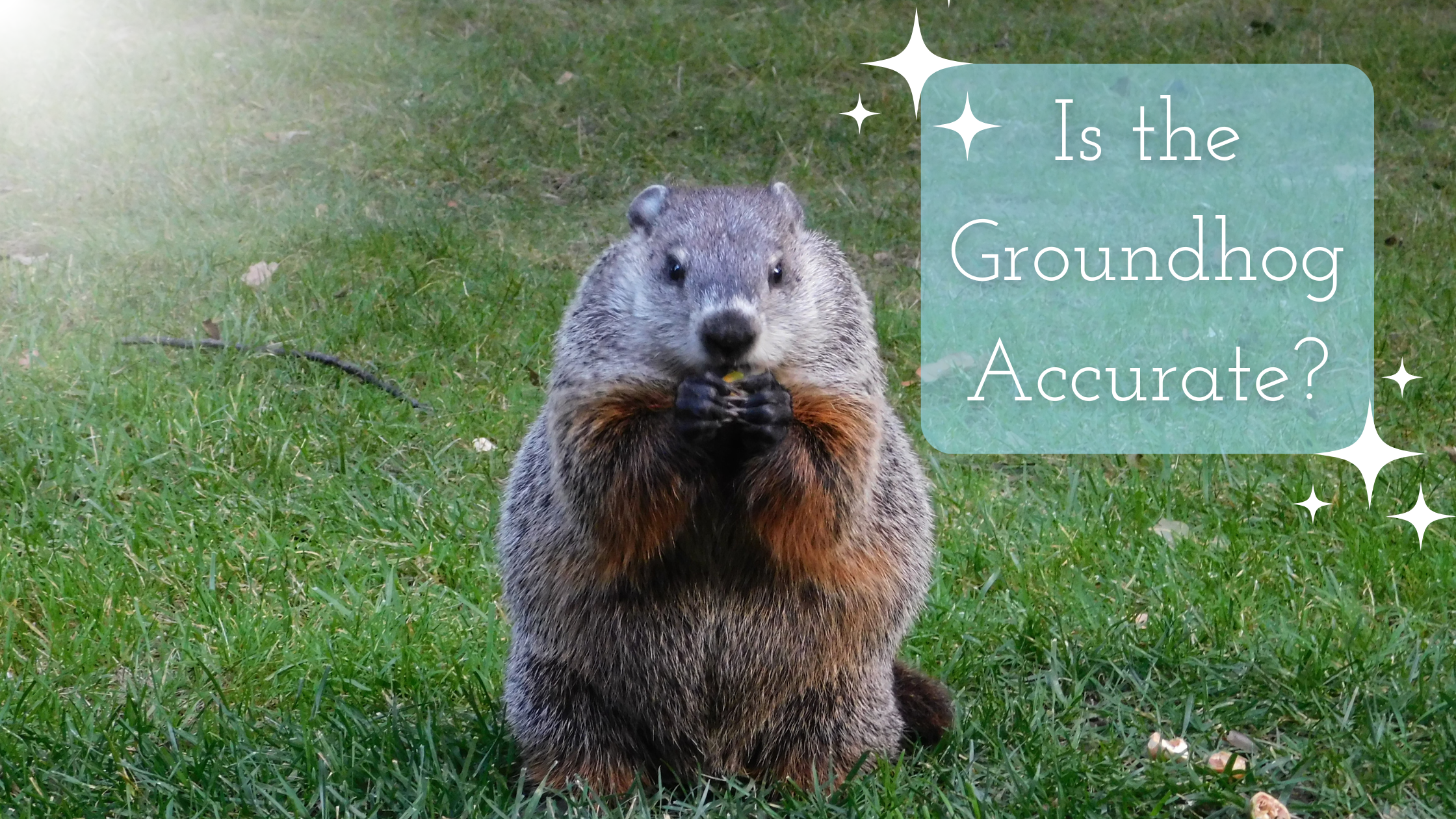 Is the groundhog accurate title on the pic of a groundhog looking here and looking cute